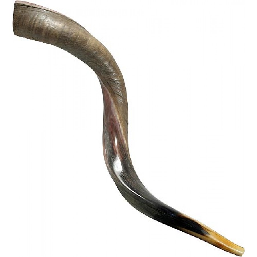 Half Polished Yemenite Shofar - Judaica Mall